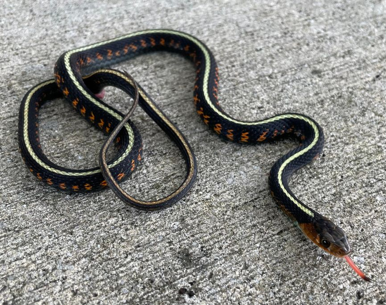 red sided garter snake territory