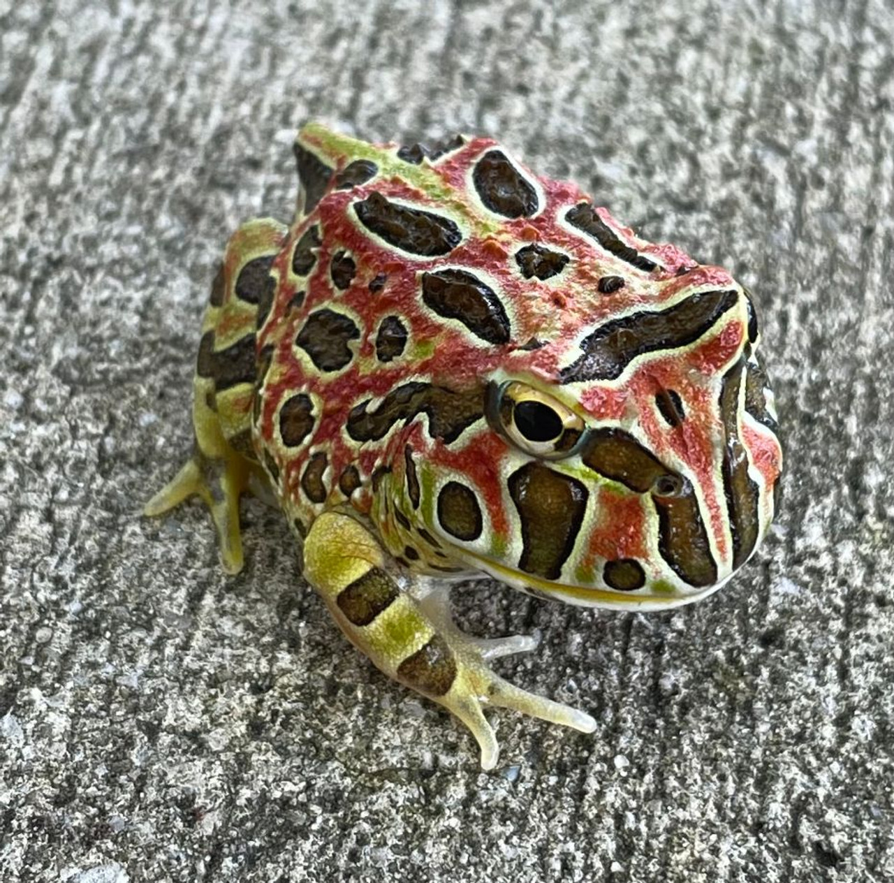 High Red Ornate Pacman for Sale