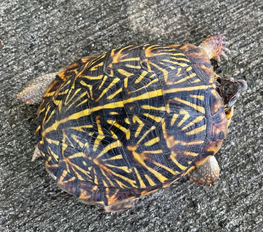 Baby Ornate Box Turtle