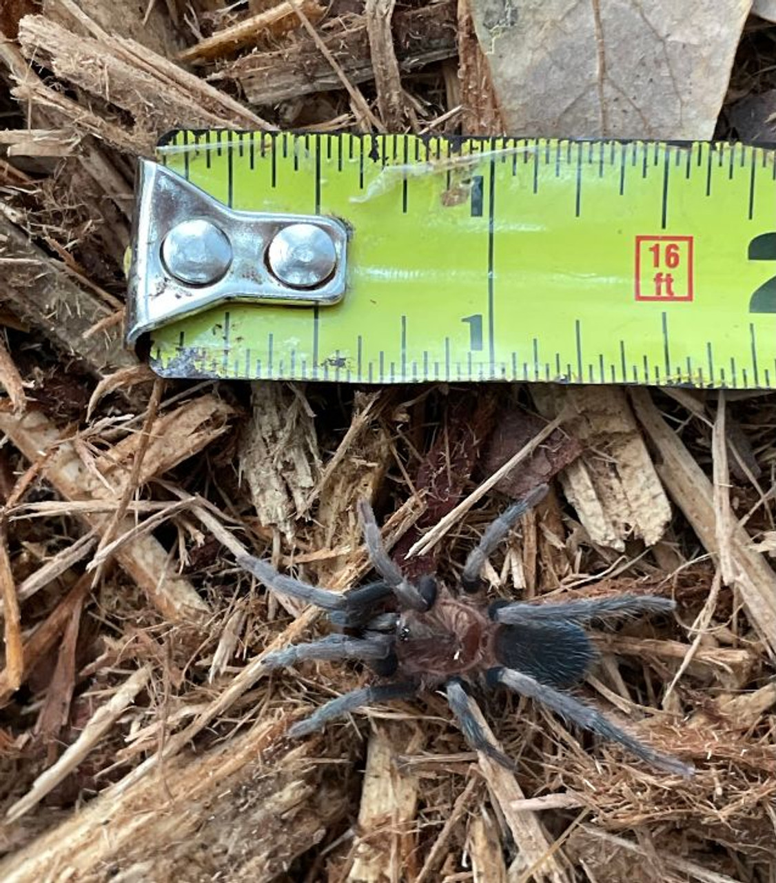 Trinidad Pink Tarantula for sale (Holothele longpipes) Snakes at Sunset