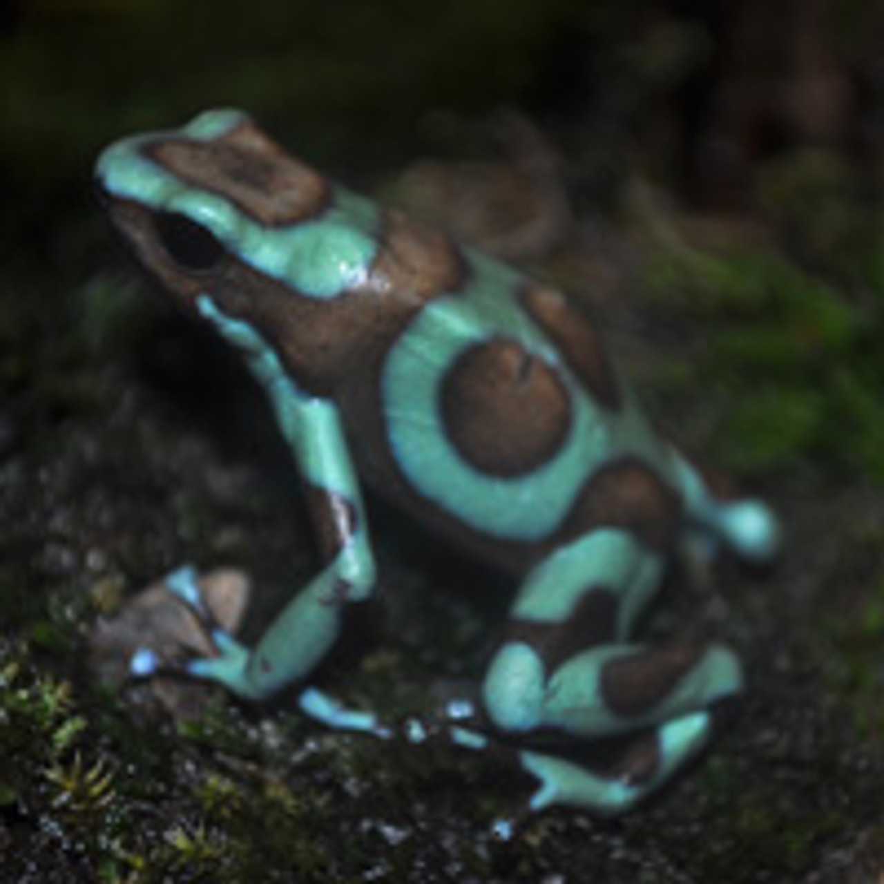 dart frogs for sale