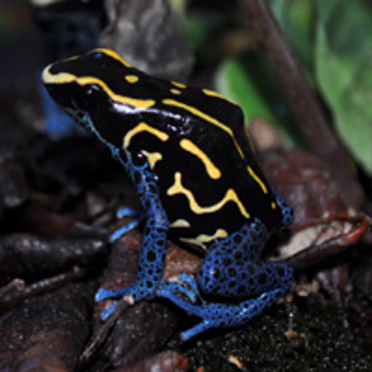 dart frogs for sale