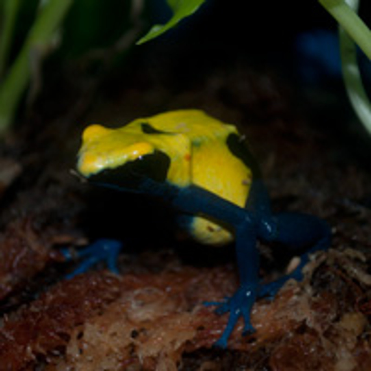 dart frogs for sale