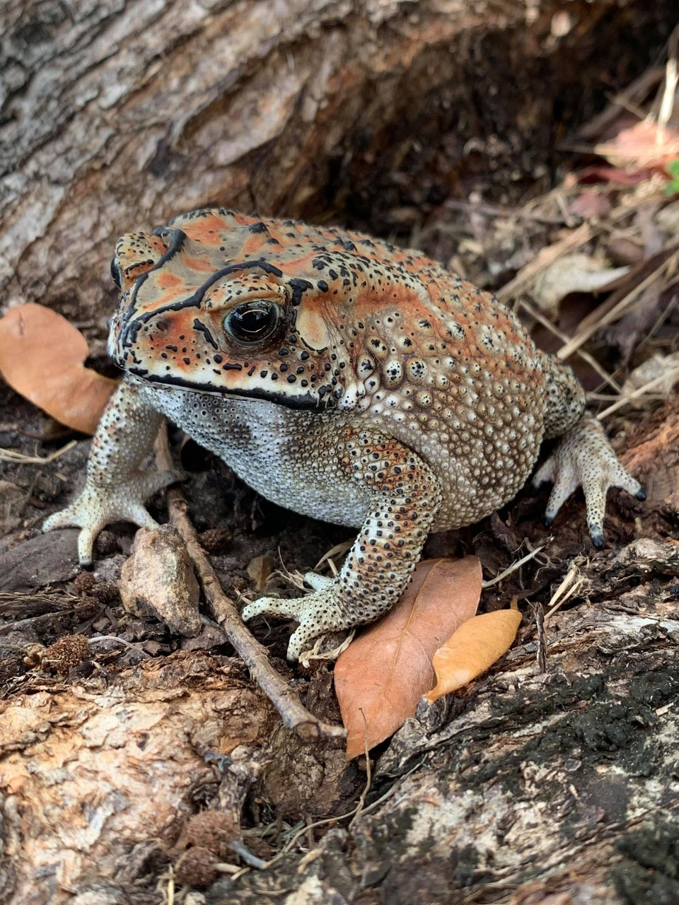 Asian House Toad for sale