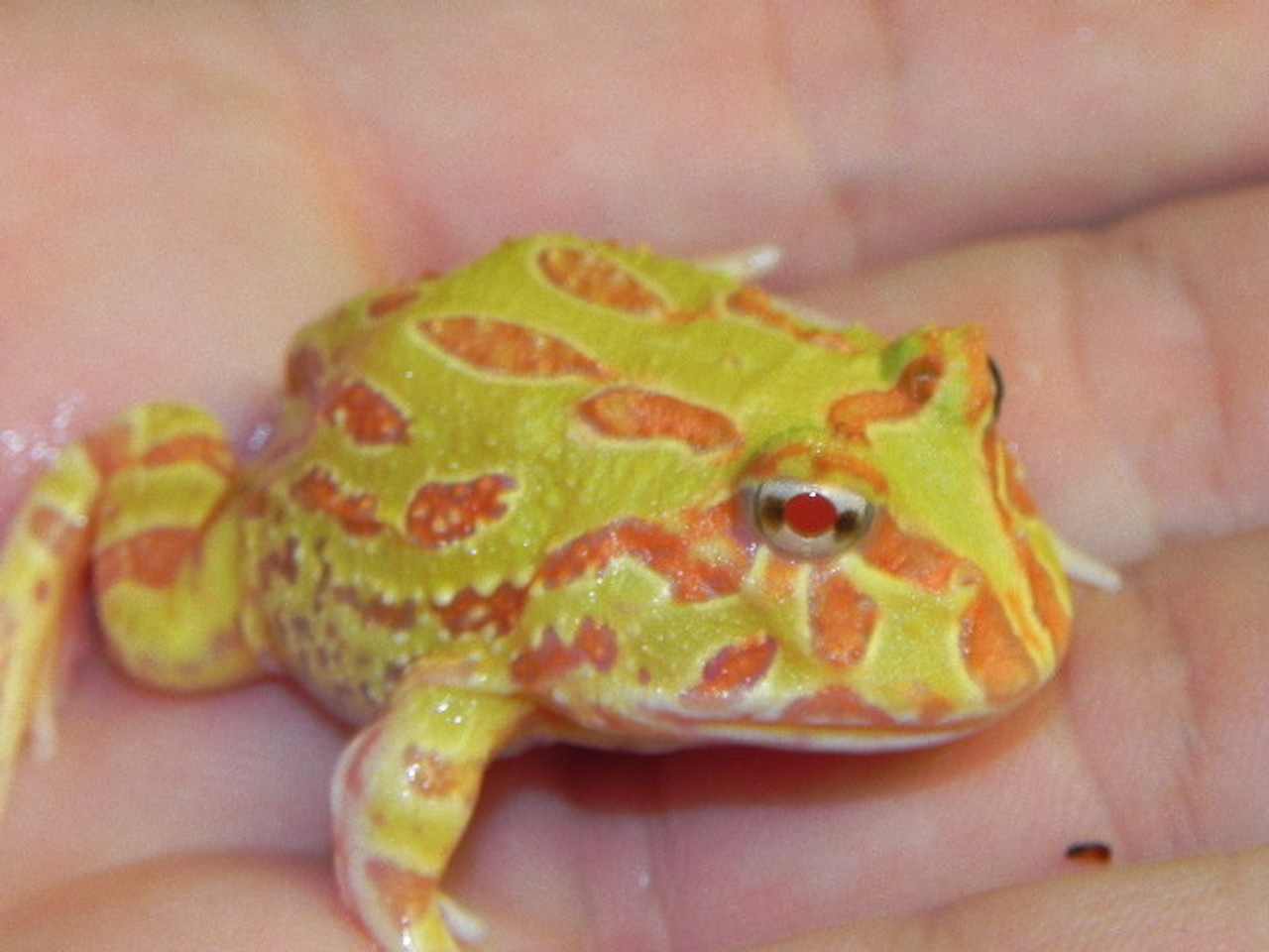 strawberry pineapple pacman frog for sale