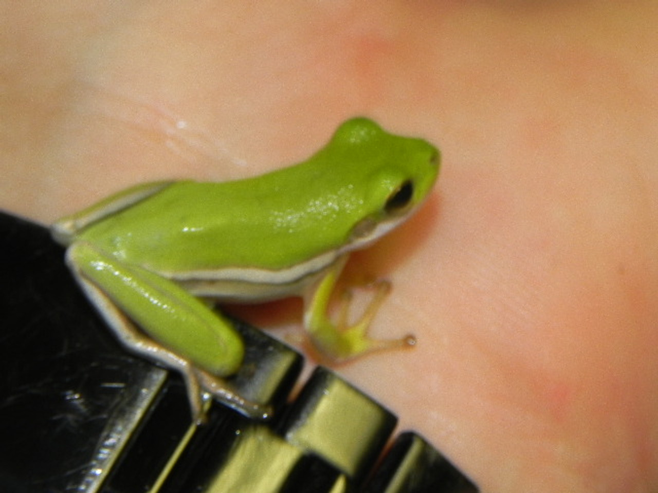 copes tree frog for sale