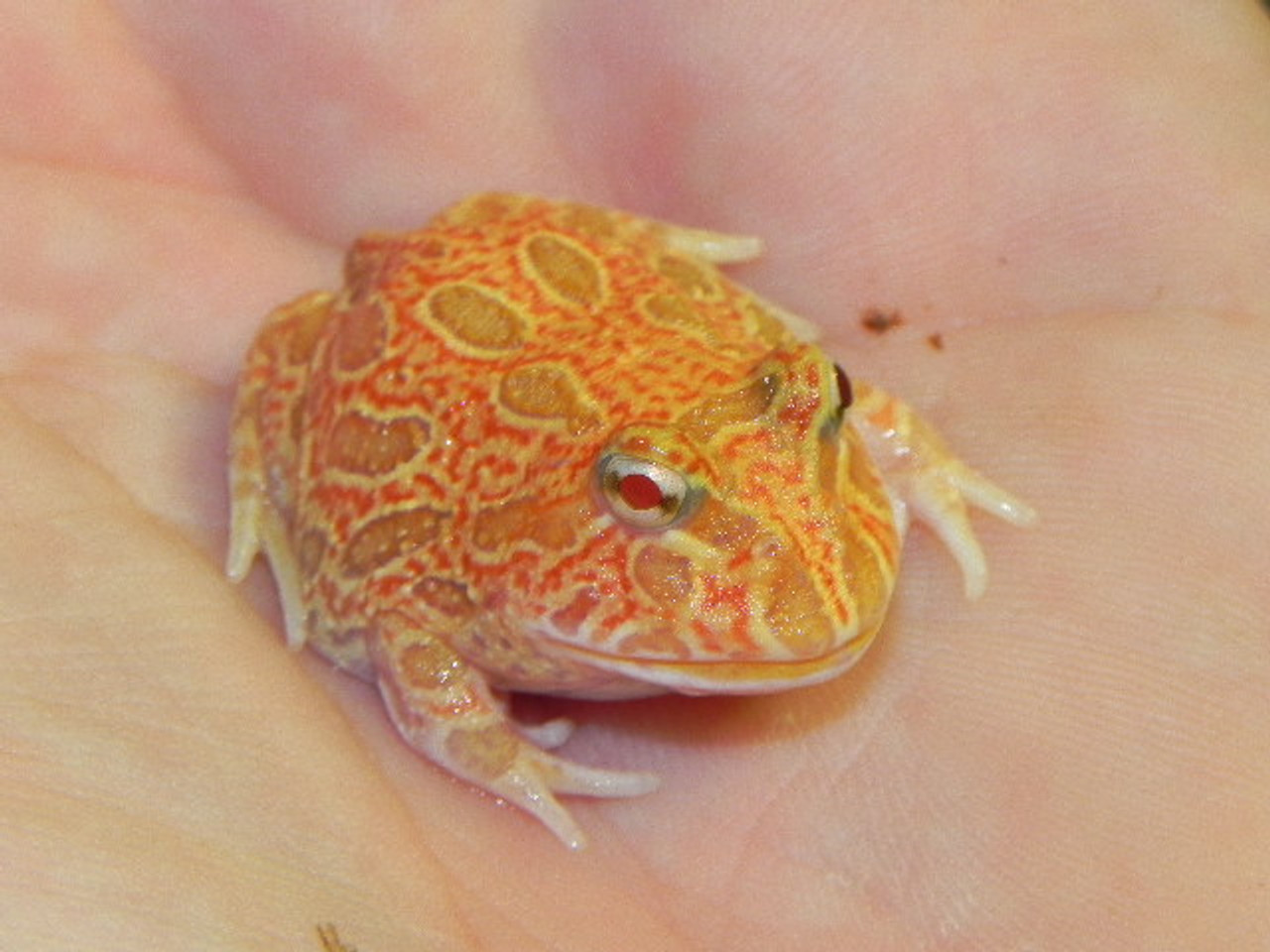 baby albino pacman frog