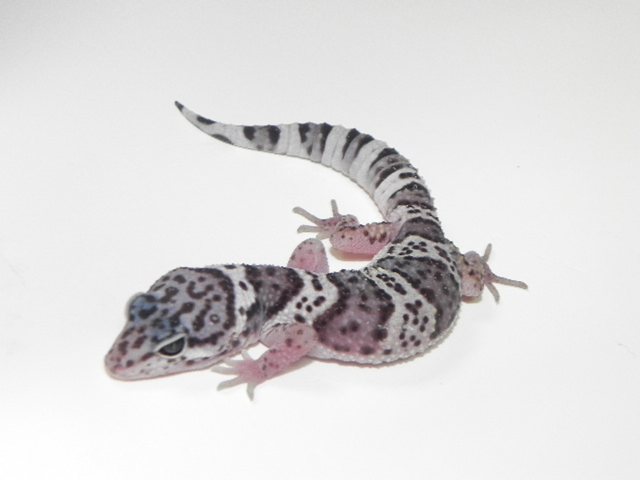 Order one of our remarkable Mack Snow Leopard Gecko with same day overnight...