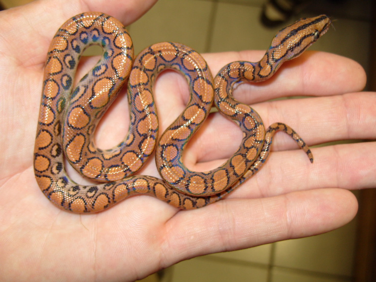 Brazilian Rainbow Boa For Sale