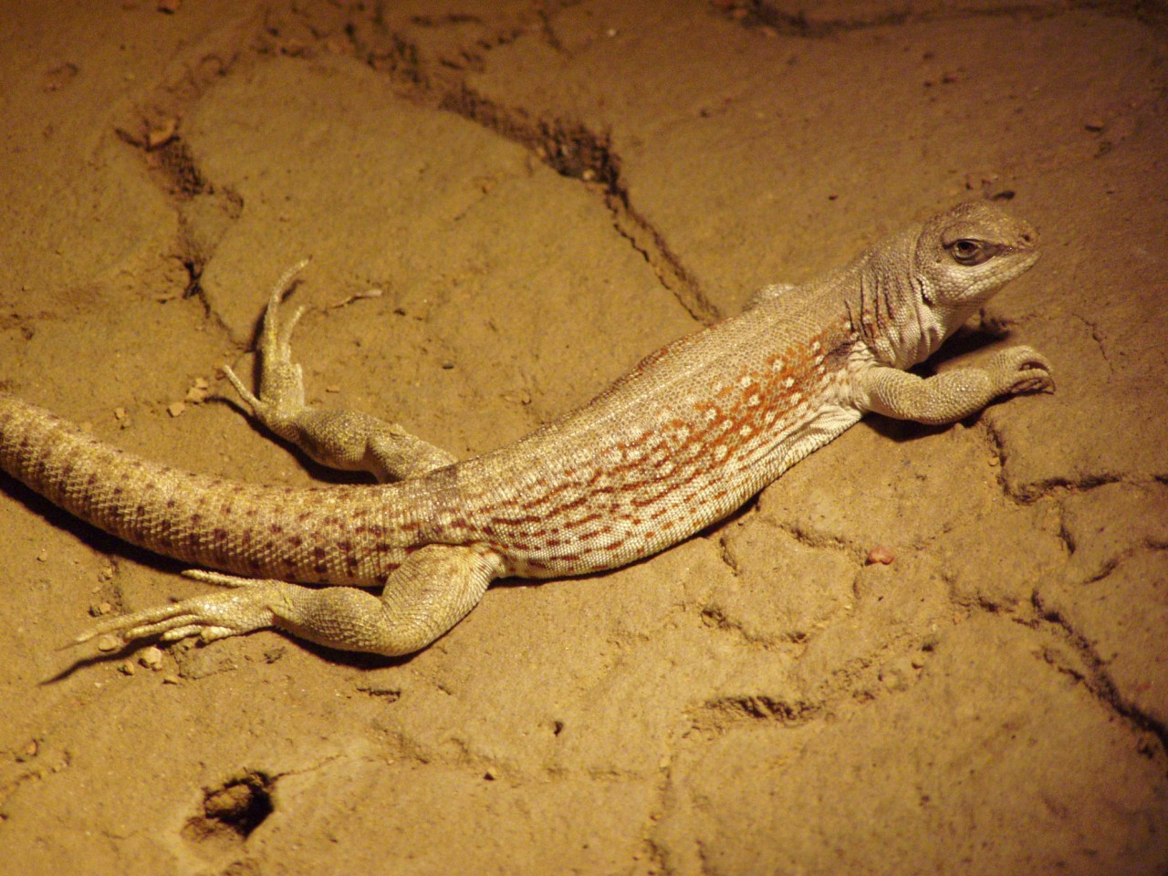 desert reptiles for sale