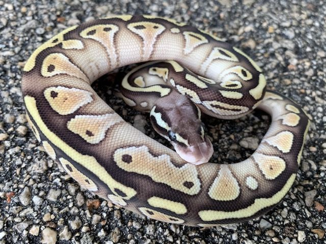 Pastel Lesser Ball Python Male for sale