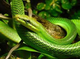 smooth green snake for sale near me