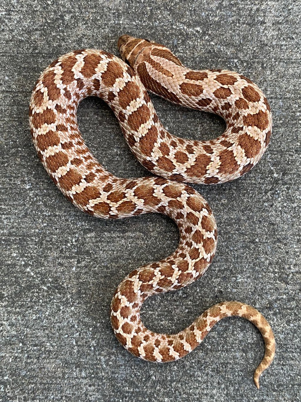 Western Hognose Snake for sale