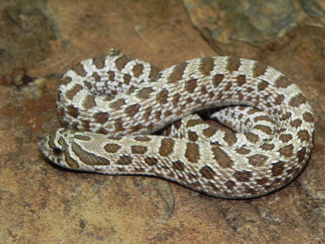 cheap western hognose snake for sale