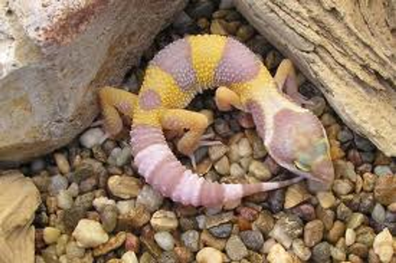 baby albino leopard gecko