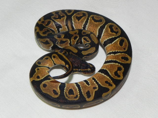 free ball python near me