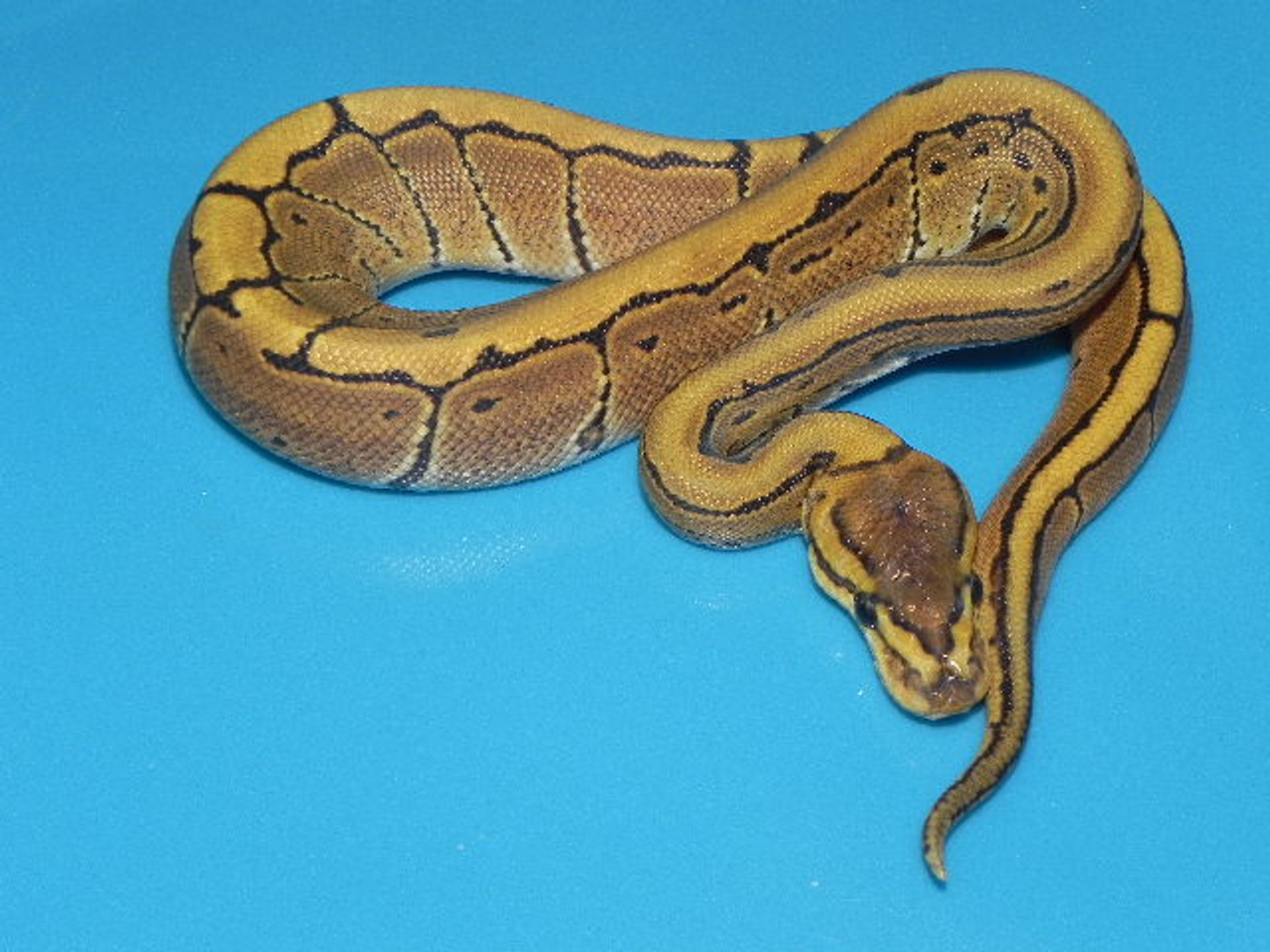 Pinstripe Ball Pythons for sale | Snakes at Sunset