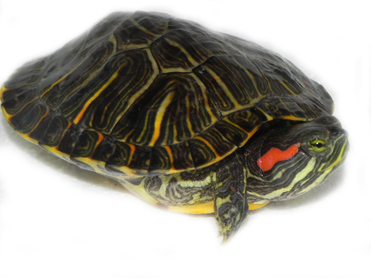 red eared slider for sale