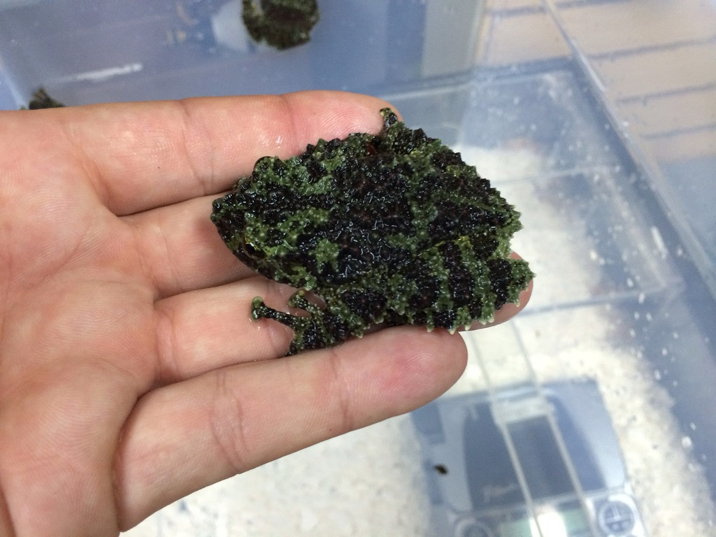 Vietnamese Mossy Frogs for sale | Snakes at Sunset