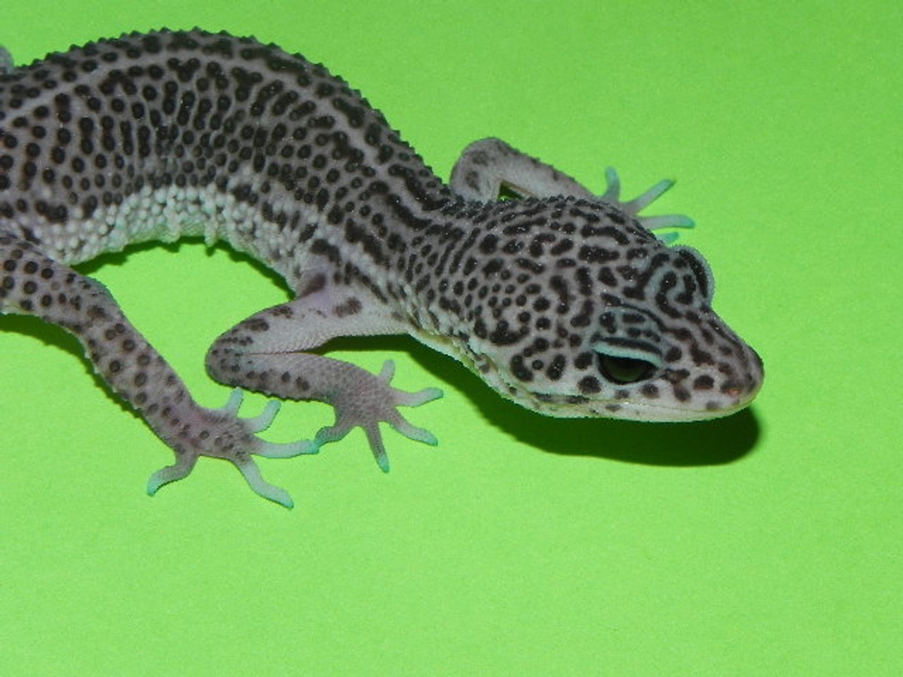 mack snow leopard gecko