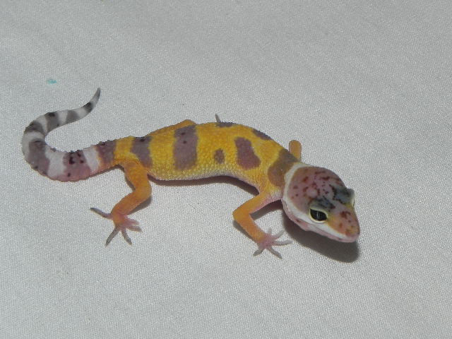 baby geckos for sale near me