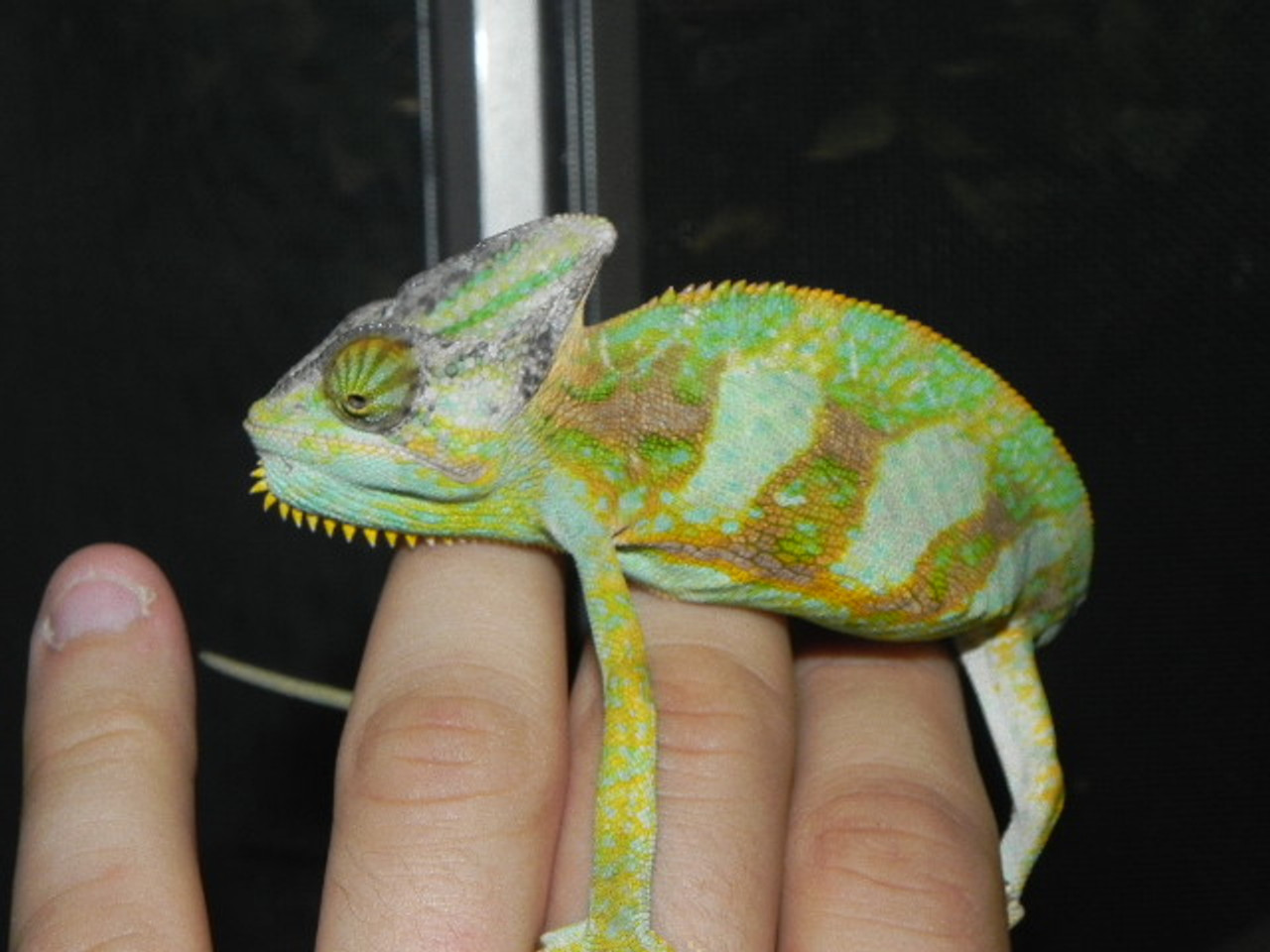 Adult Veiled Chameleon For Sale (Live Arrival Guarantee)