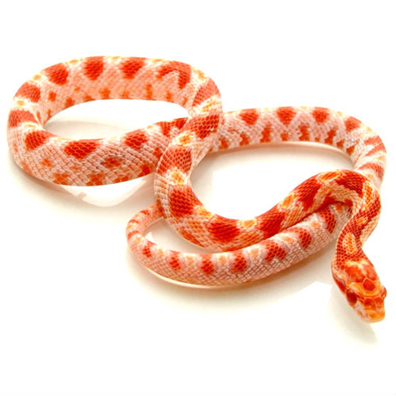 corn snake baby