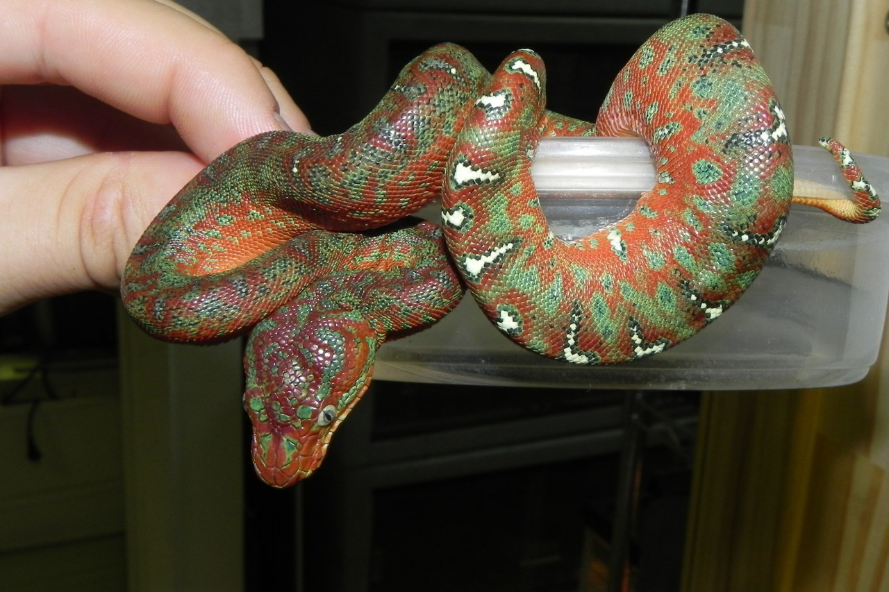 Baby Emerald Tree Boas For Sale Snakes At Sunset