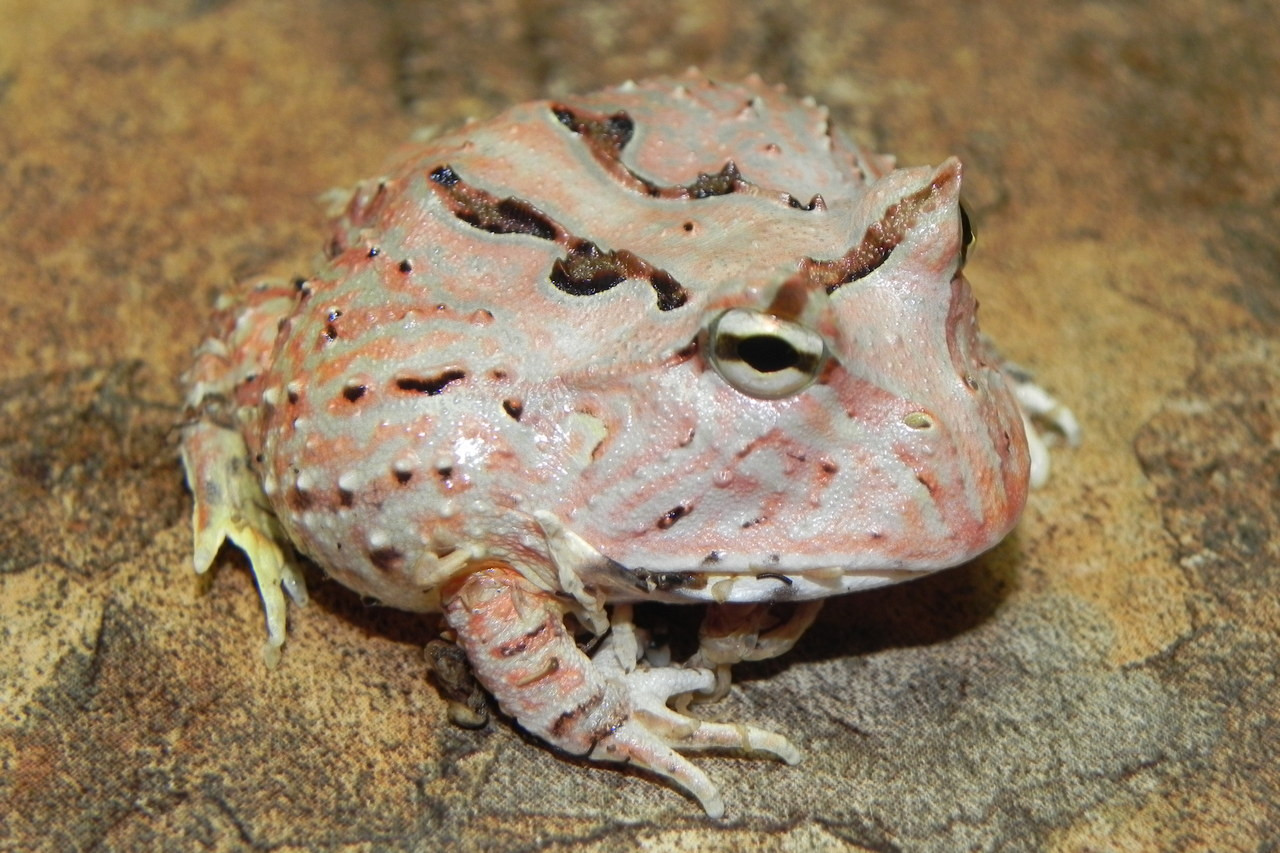 fantasy pacman frog