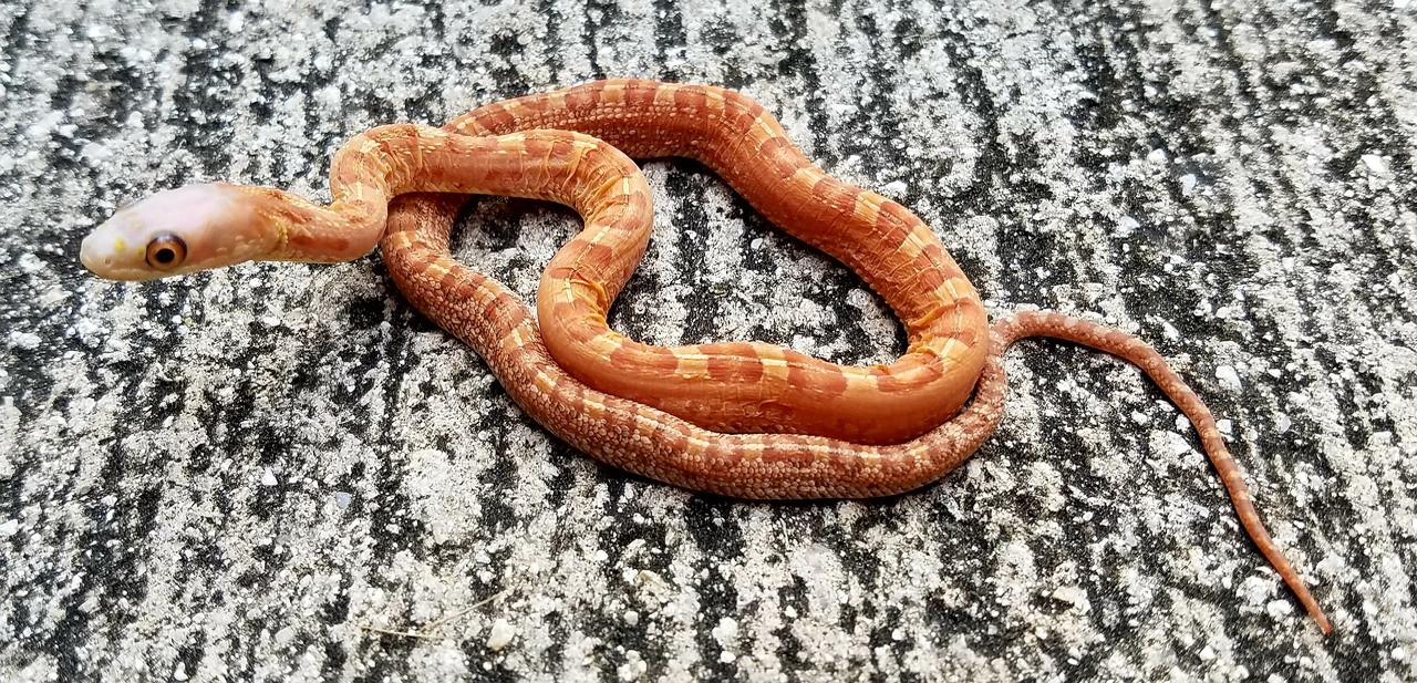 Scaleless Everglades Rat Snake for sale Snakes at Sunset