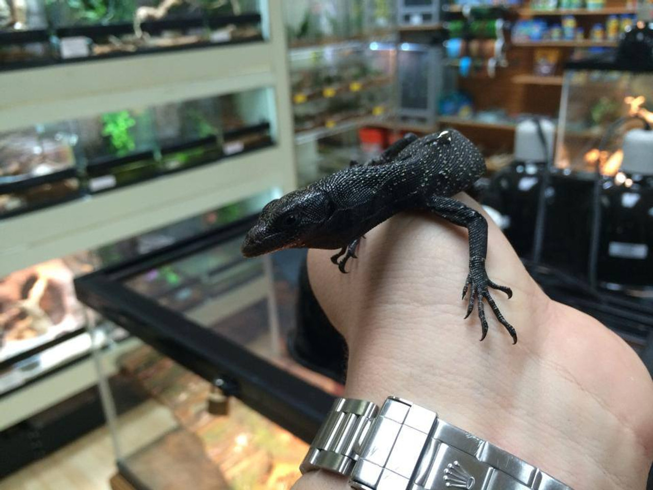 Baby Black Tree Monitors for sale Snakes at Sunset