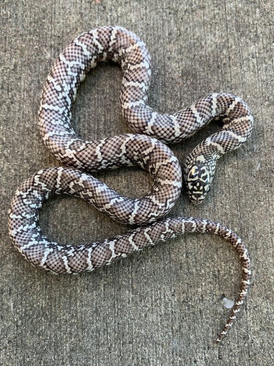 Ghost Florida King Snake for sale Snakes at Sunset