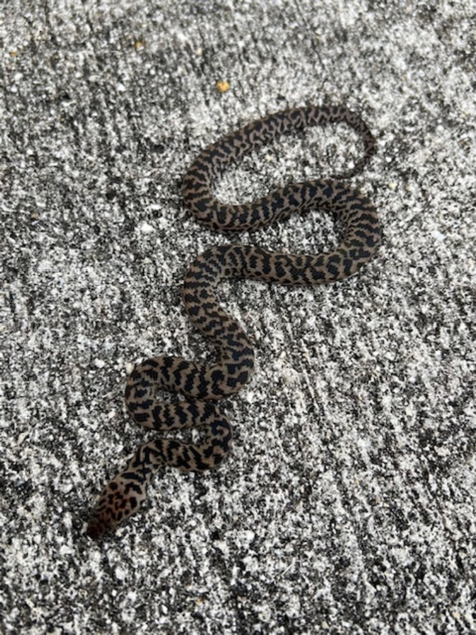 Spotted Pythons for sale | Snakes at Sunset