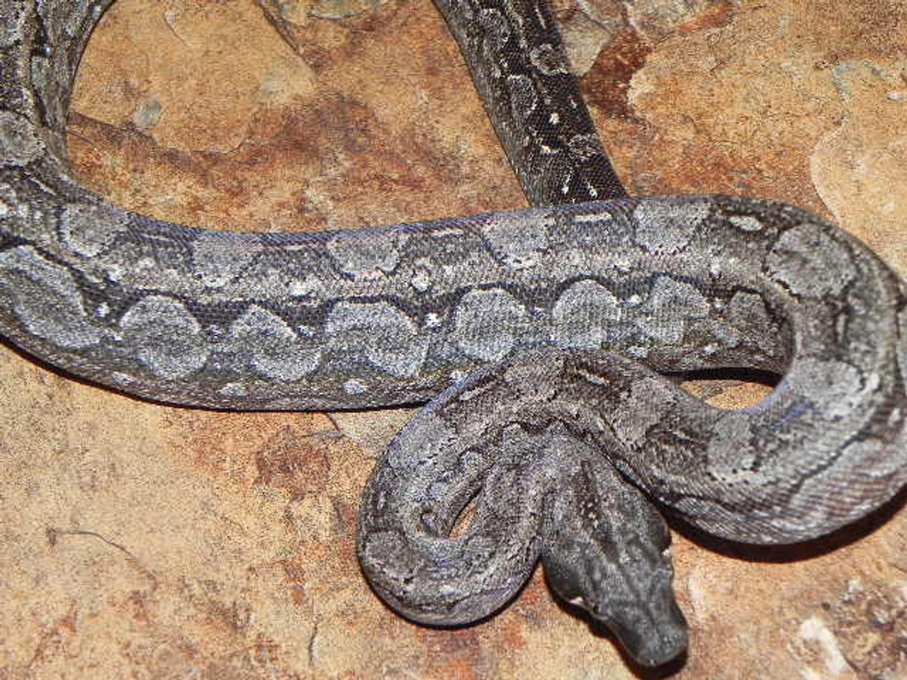 Boa constrictor occidentalis - Wikipedia