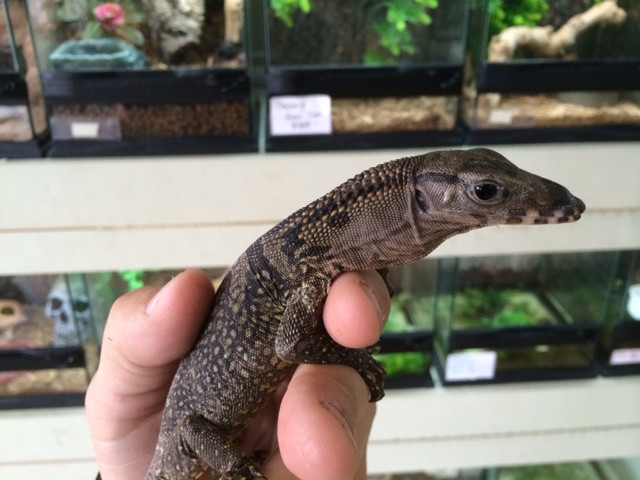 black water monitor for sale