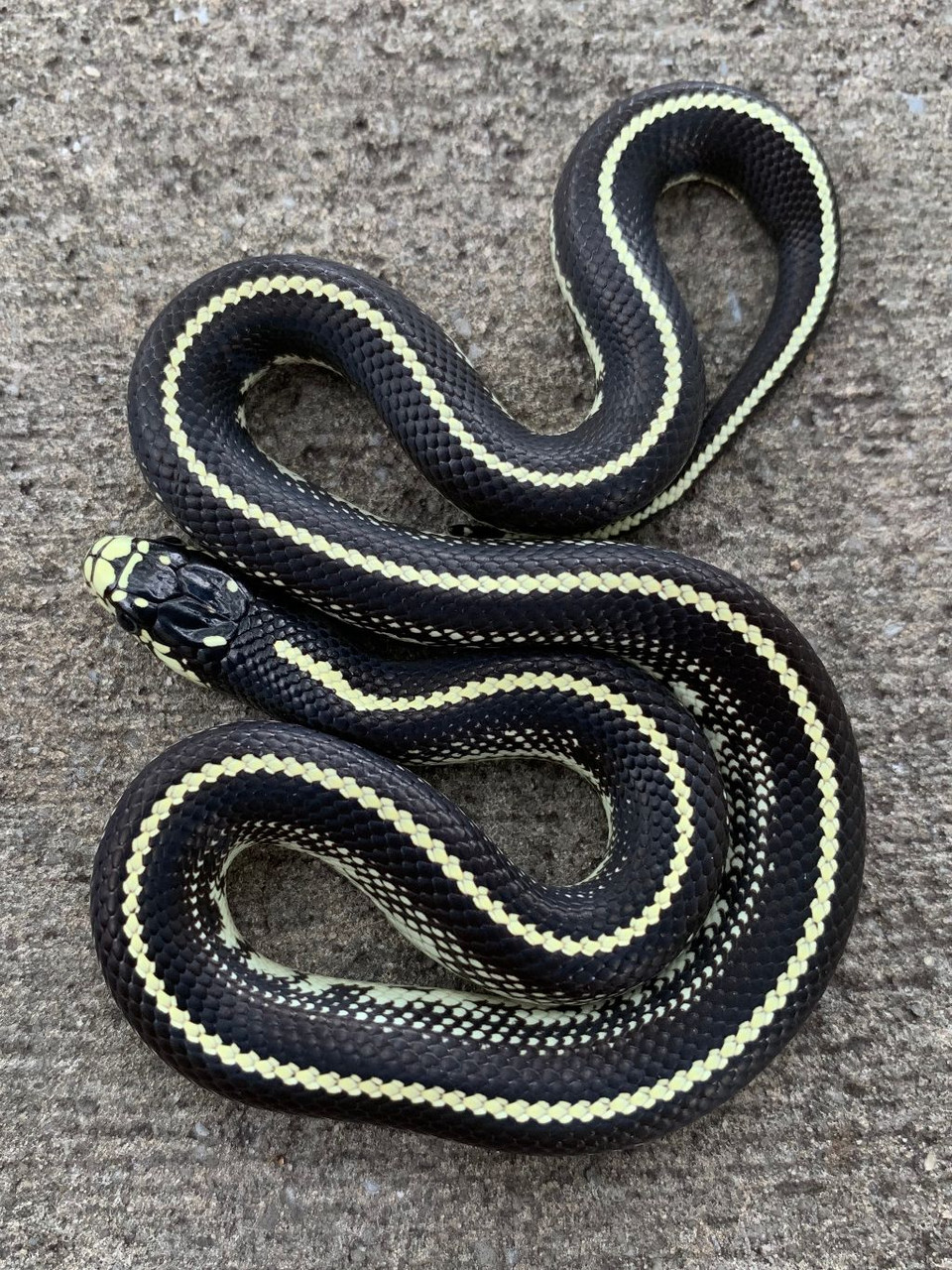 Stunning Best Diet For Adult King Snakes For Sale image