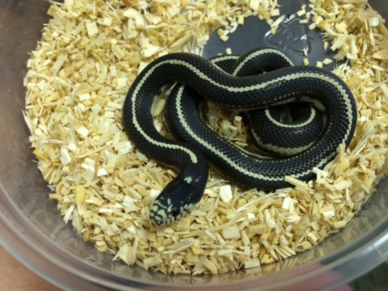 high yellow king snake