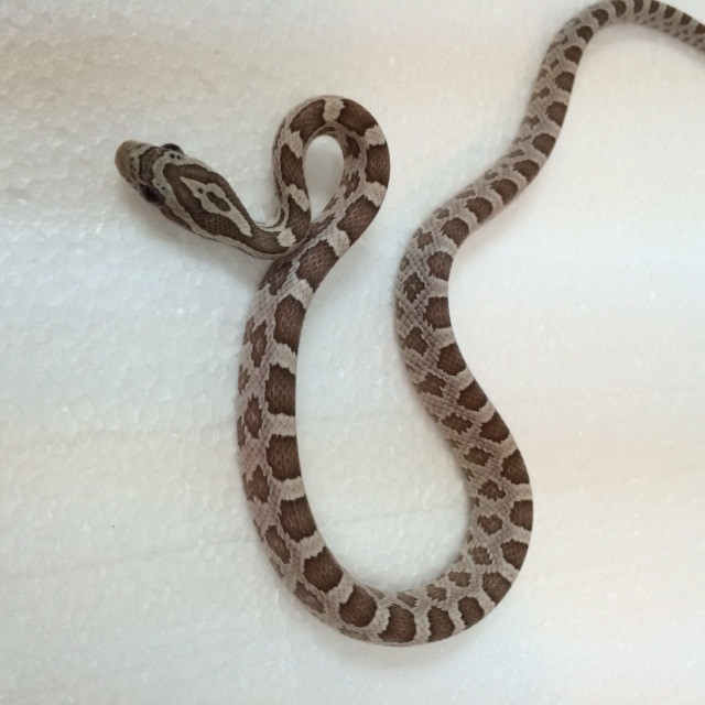 reptile snakes for sale