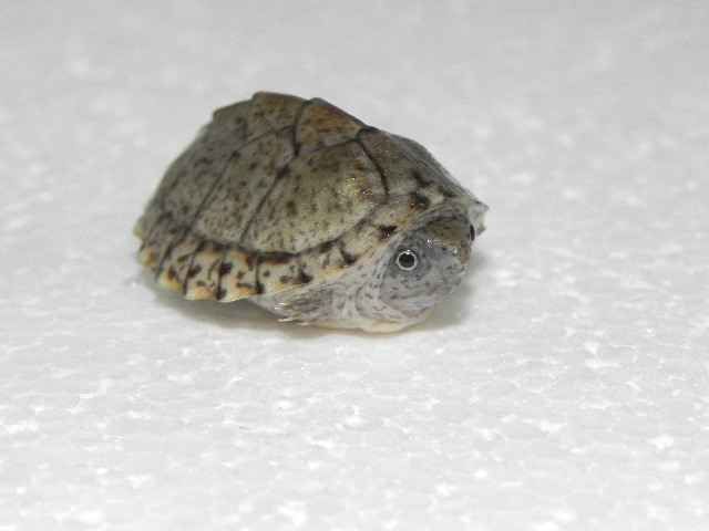 dwarf turtles for sale