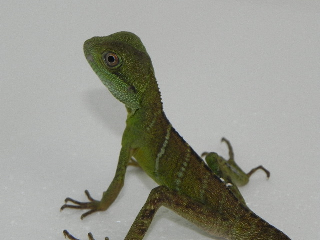 reptile chinese water dragon