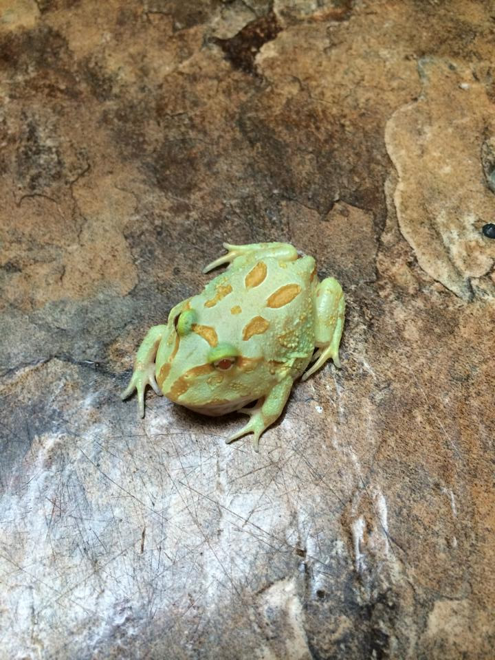 Lime Albino Pacman Frogs for sale | Snakes at Sunset
