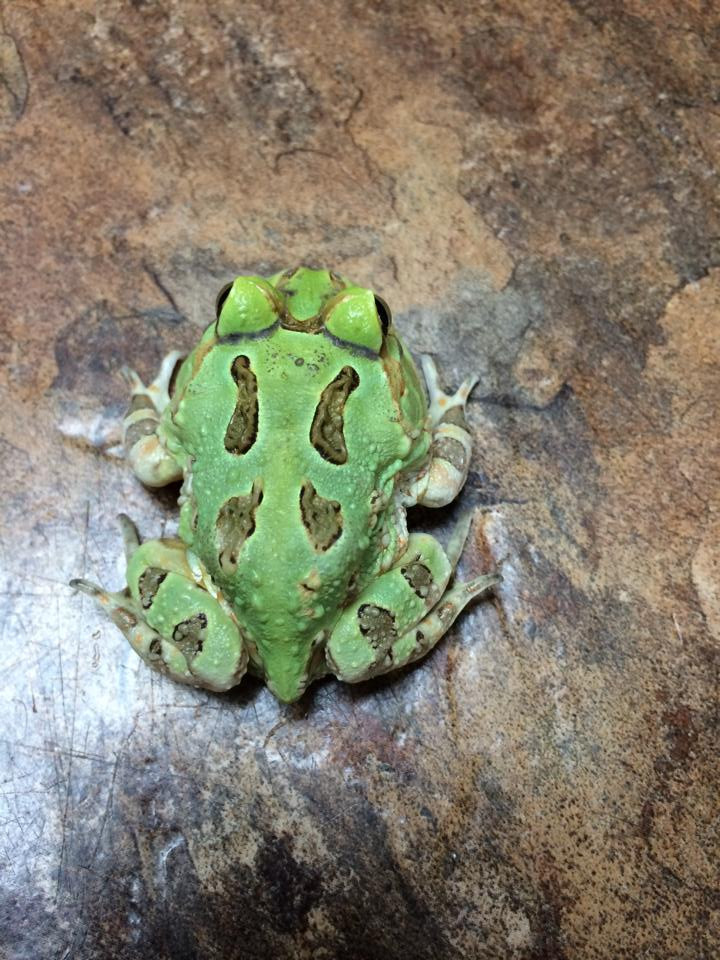 Pacific Horn Frogs for sale | Snakes at Sunset