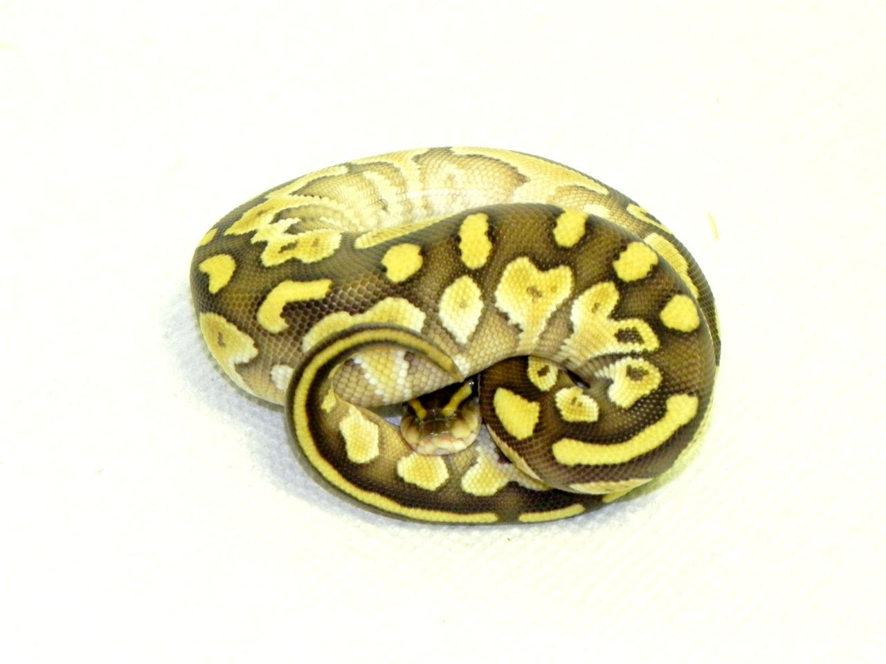 Northwest Reptiles - Butter Ball Python Description and Photos - Ball Python  breeder