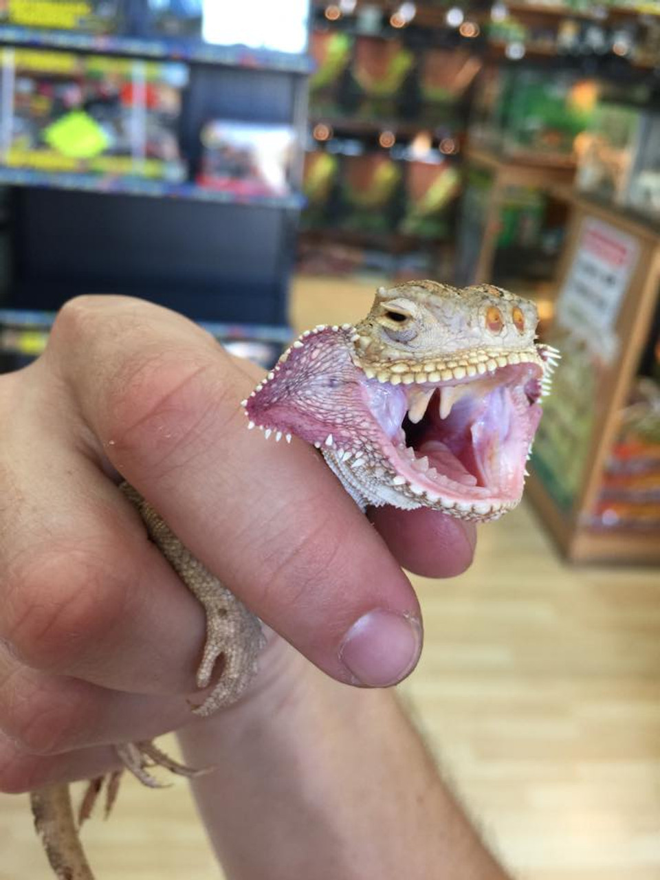 Toad Head Agamas for sale Snakes at Sunset