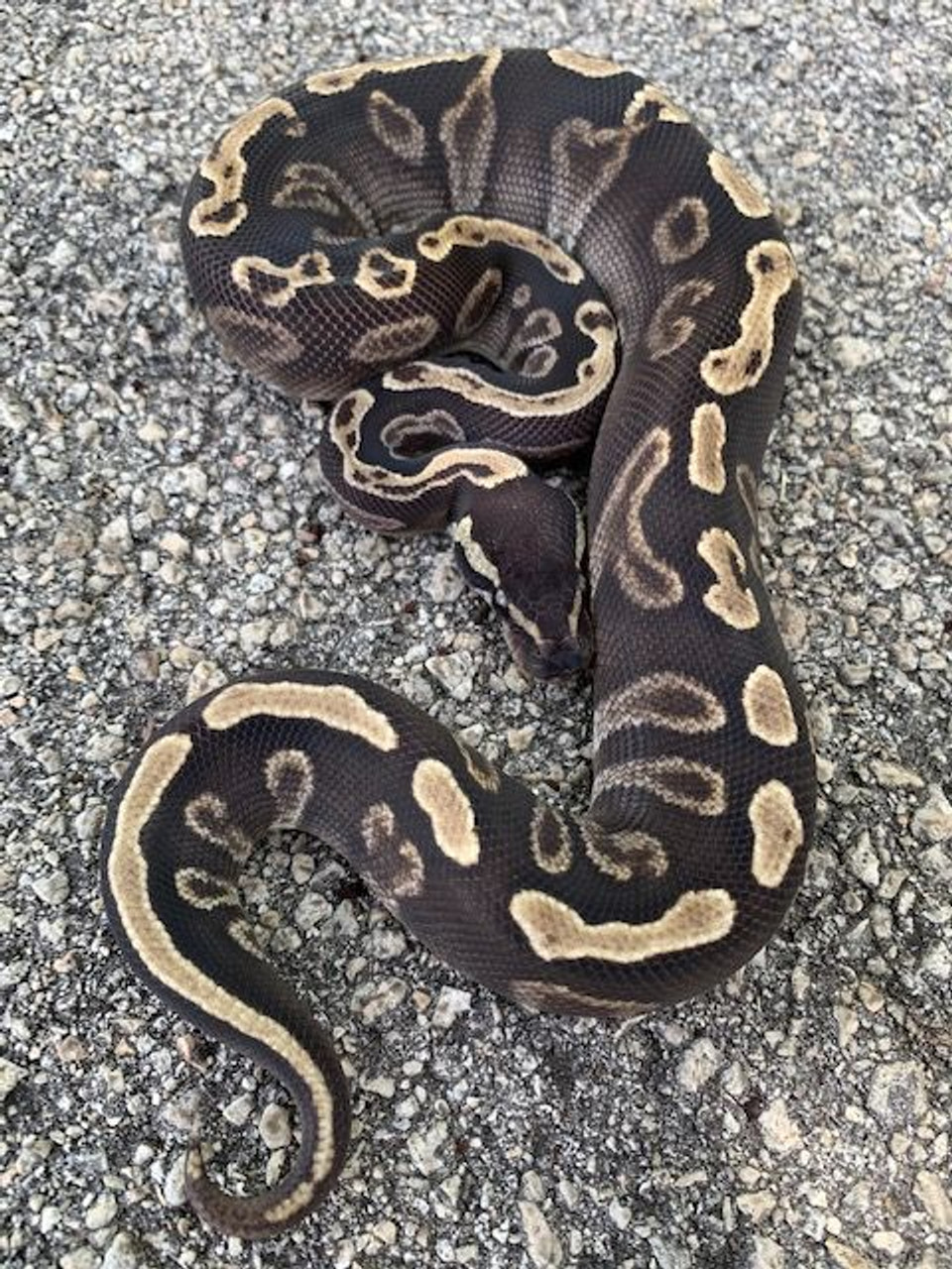 GHI Mojave Ball Pythons for sale | Snakes at Sunset
