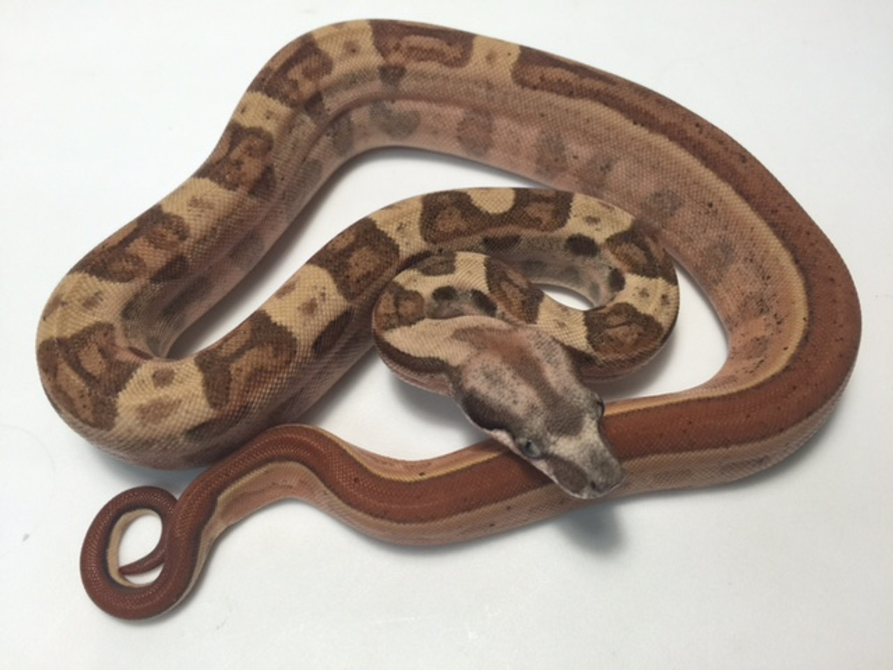 Hypo Motley Boa Constrictors for sale | Snakes at Sunset