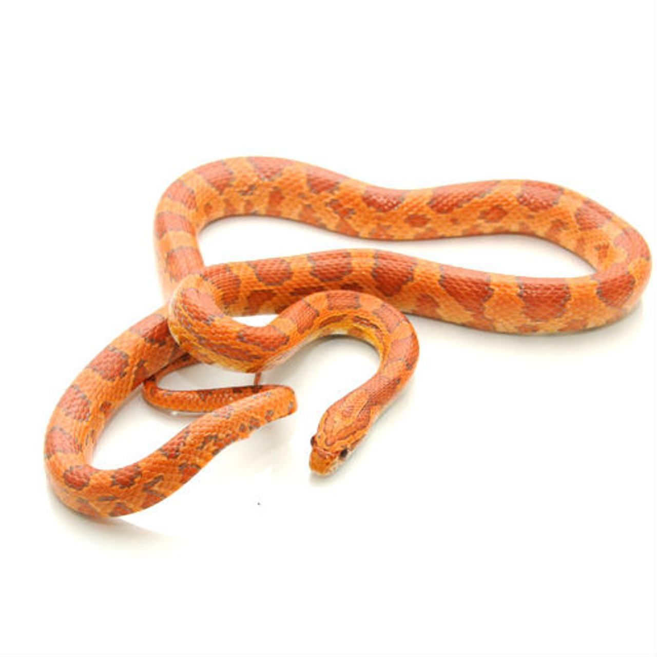 fluorescent orange corn snake