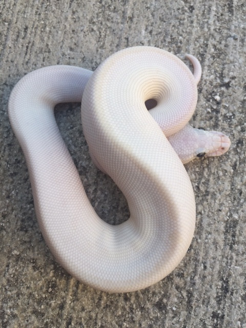 Blue Eye Leucistic Ball Python for sale Snakes at Sunset