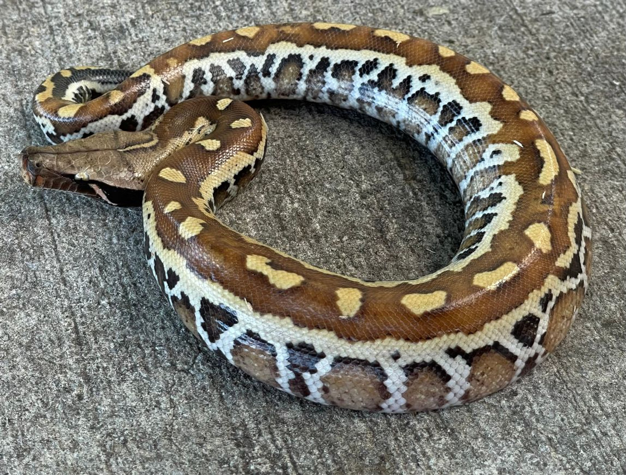 Baby Red Blood Pythons for sale