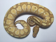 Common Online Ball Python Myths